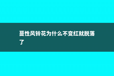 蔓性风铃花叶子发蔫怎么办 (蔓性风铃花为什么不变红就脱落了)