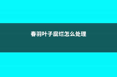 春羽叶子腐烂怎么办 (春羽叶子腐烂怎么处理)