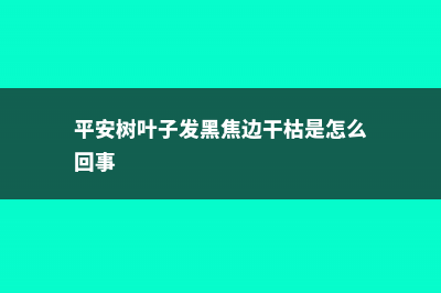 平安树叶子发黑怎么办，找到原因好解决！ (平安树叶子发黑焦边干枯是怎么回事)