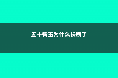 五十铃玉老断怎么办 (五十铃玉为什么长断了)