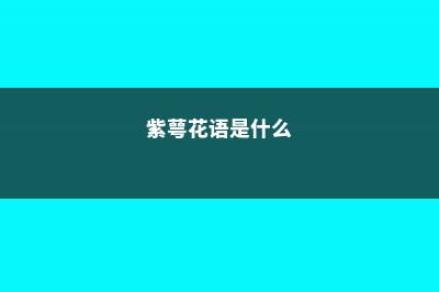 紫萼距花怎么老干叶子 (紫萼花语是什么)