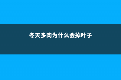 冬天多肉为什么会黑腐 (冬天多肉为什么会掉叶子)