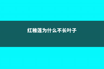 红稚莲为什么不红 (红稚莲为什么不长叶子)