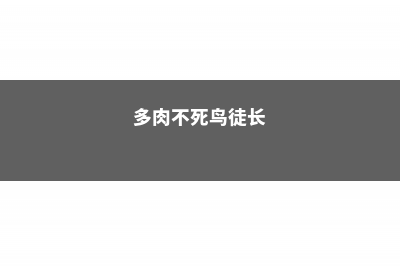 多肉不死鸟长太高怎么办 (多肉不死鸟徒长)