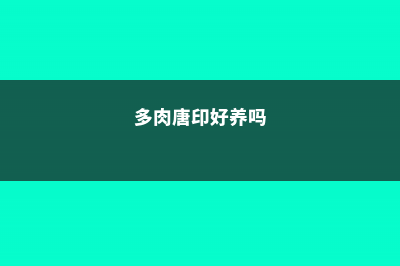 多肉唐印不红怎么办 (多肉唐印好养吗)