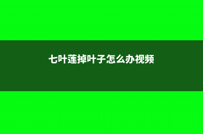 七叶莲掉叶子怎么办 (七叶莲掉叶子怎么办视频)