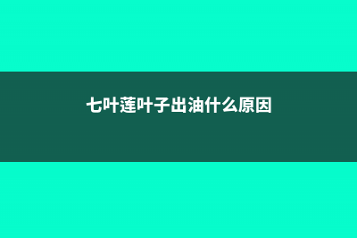 七叶莲叶子出油怎么办 (七叶莲叶子出油什么原因)