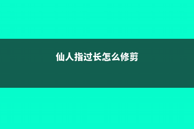 仙人指长太长了怎么办 (仙人指过长怎么修剪)