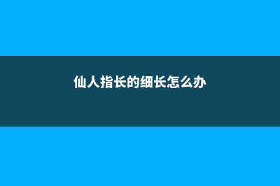 仙人指越长越细怎么办 (仙人指长的细长怎么办)