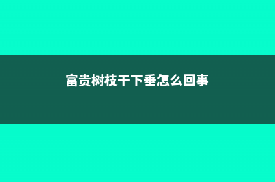 富贵树枝干下垂怎么办 (富贵树枝干下垂怎么回事)