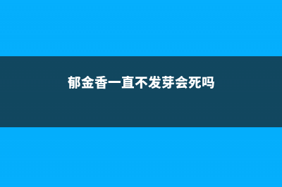 郁金香一直不发芽怎么办 (郁金香一直不发芽会死吗)