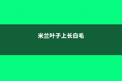 米兰叶子上长白斑怎么办 (米兰叶子上长白毛)