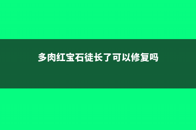 多肉红宝石徒长怎么办 (多肉红宝石徒长了可以修复吗)