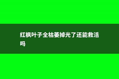 红枫叶子枯萎怎么办 (红枫叶子全枯萎掉光了还能救活吗)