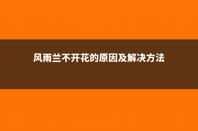 风雨兰不开花怎么办 (风雨兰不开花的原因及解决方法)