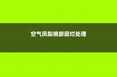 空气凤梨根部变黑怎么办？找到原因是关键！ (空气凤梨根部腐烂处理)