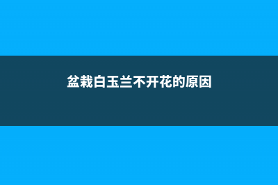 盆栽白玉兰不开花怎么办？ (盆栽白玉兰不开花的原因)