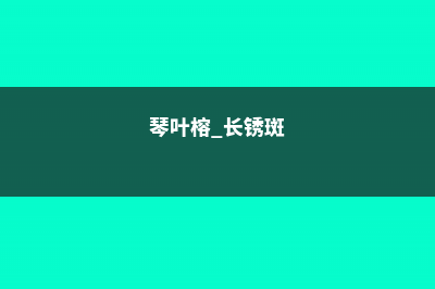 琴叶榕长锈斑怎么办 (琴叶榕 长锈斑)