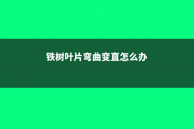 铁树叶片弯曲变形的原因和解决方法 (铁树叶片弯曲变直怎么办)