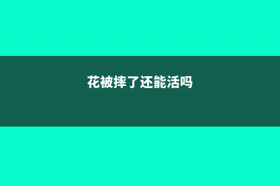 花卉受伤的表现和处理方法 (花被摔了还能活吗)