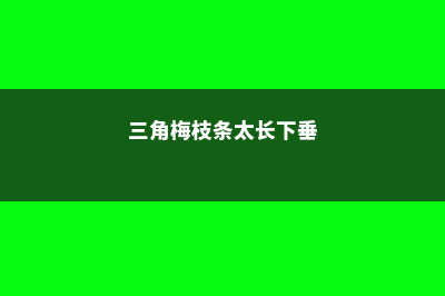 三角梅枝条太长了怎么办 (三角梅枝条太长下垂)