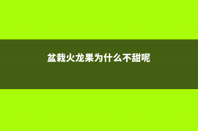 盆栽火龙果为什么长不高 (盆栽火龙果为什么不甜呢)