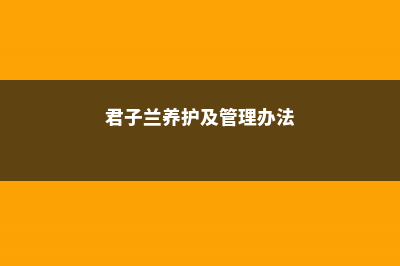 君子兰养护两大问题及解决办法 (君子兰养护及管理办法)