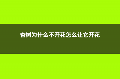 杏树为什么只开花不结果 (杏树为什么不开花怎么让它开花)