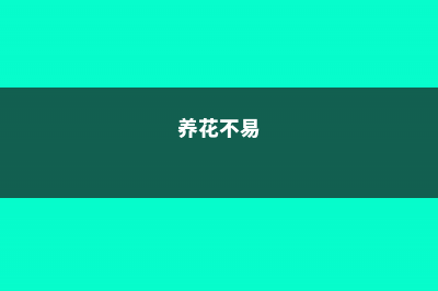 养花最怕的就是这个…一摊上花就死 (养花不易)