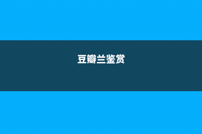 豆瓣兰种植常见问题及解决办法- (豆瓣兰鉴赏)