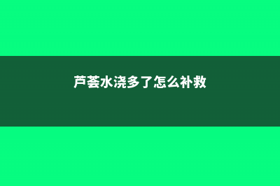 芦荟水浇多了怎么办 (芦荟水浇多了怎么补救)