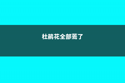 家养杜鹃花萎蔫怎么办 (杜鹃花全部蔫了)