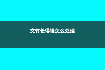 文竹长得慢怎么办 (文竹长得慢怎么处理)