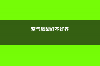 空气凤梨常见养殖问题 (空气凤梨好不好养)