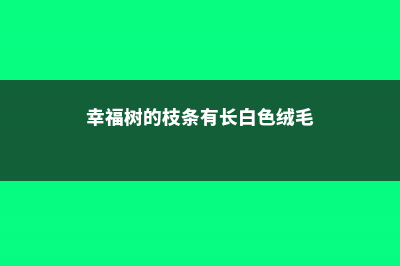 幸福树长白毛是怎么回事 (幸福树的枝条有长白色绒毛)