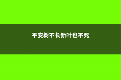 平安树不长新叶要怎么办 (平安树不长新叶也不死)