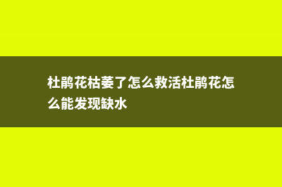 杜鹃花枯萎了怎么办 (杜鹃花枯萎了怎么救活杜鹃花怎么能发现缺水)