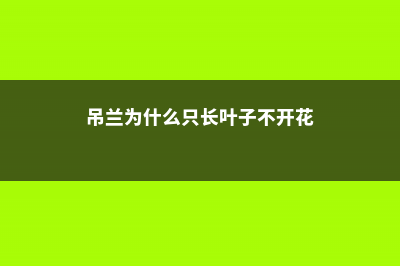 吊兰为什么只长叶子不长茎 (吊兰为什么只长叶子不开花)