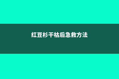 红豆杉盆景干枯原因及解决方法 (红豆杉干枯后急救方法)