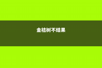 金桔不结果怎么办 (金桔树不结果)