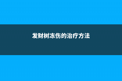 发财树冻伤该怎么办 (发财树冻伤的治疗方法)