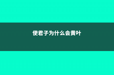 使君子为什么会不开花 (使君子为什么会黄叶)