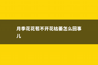 月季花花苞不开花怎么办 (月季花花苞不开花枯萎怎么回事儿)