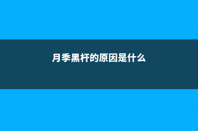 月季黑杆的原因和处理方法 (月季黑杆的原因是什么)