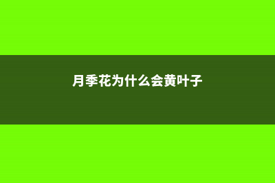 月季花为什么会越开越小 (月季花为什么会黄叶子)