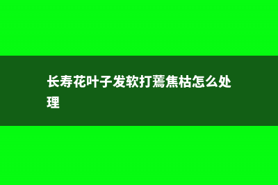 长寿花叶子发软怎么回事 (长寿花叶子发软打蔫焦枯怎么处理)