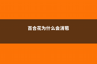 百合花为什么会不开花 (百合花为什么会消苞)