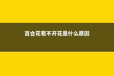 百合花花苞长不好怎么办 (百合花苞不开花是什么原因)