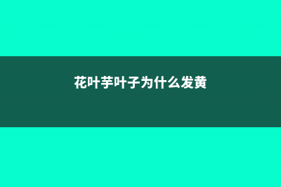 花叶芋叶子为什么长不大 (花叶芋叶子为什么发黄)