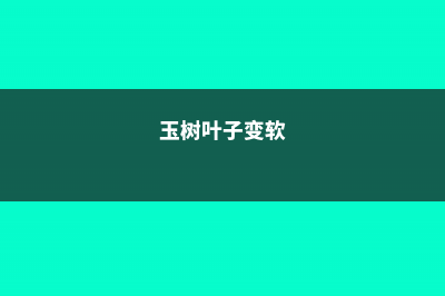 玉树叶子发软怎么办 (玉树叶子变软)